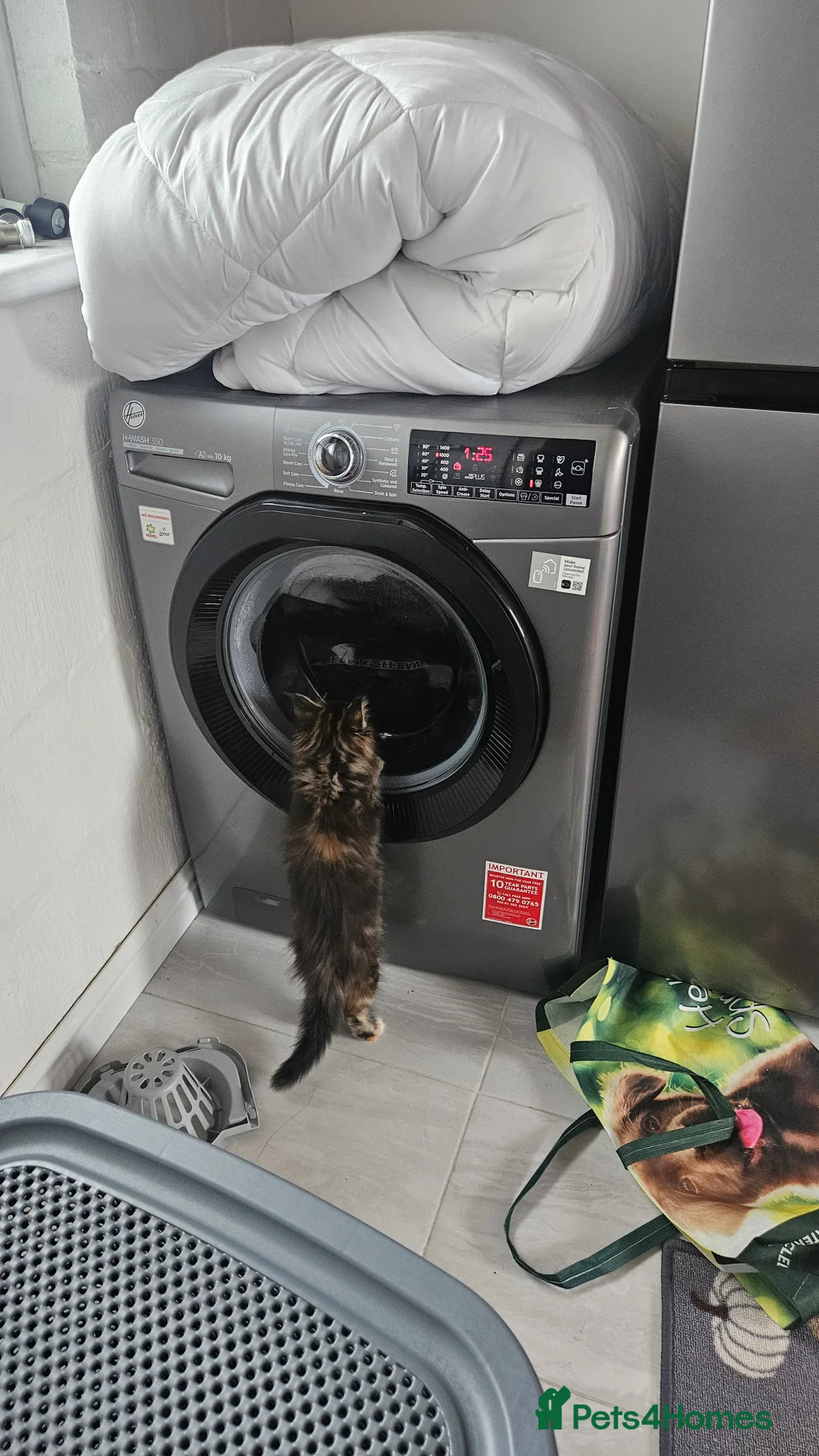 Maine Coon cats for sale: Adorable Main coon kittens - Advert 8