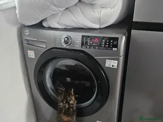 Maine Coon cats Adorable Main coon kittens - Advert 11