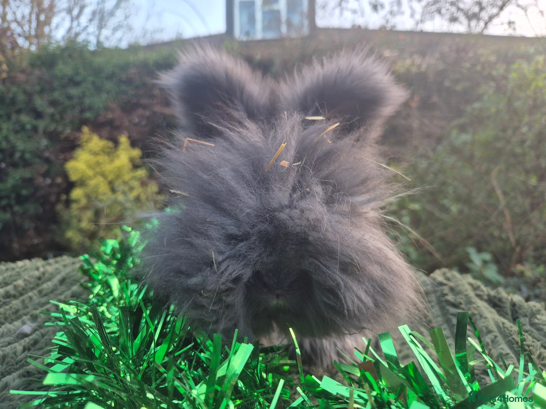 Angora rabbits for sale: 🖤 READY NOW- FULL FACED BLACK ANGORA BUNNIES 🖤 - Advert 1