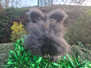 Angora rabbits The cutest black beauties 🖤 Full faced angora! - Advert 3