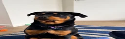 Rottweiler dogs for sale: 8.5 month old rottie in Plymouth - Advert 1
