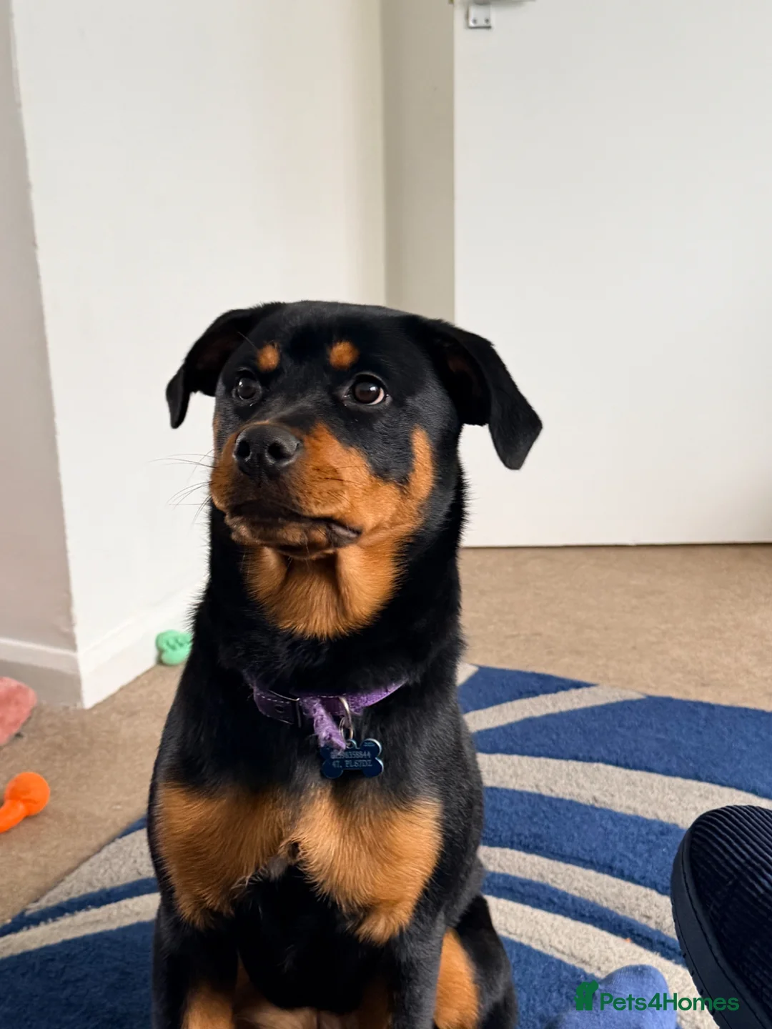 Rottweiler dogs for sale: 8.5 month old rottie in Plymouth - Advert 1