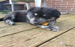 Mixed Breed dogs for sale: Boys  - Image 1