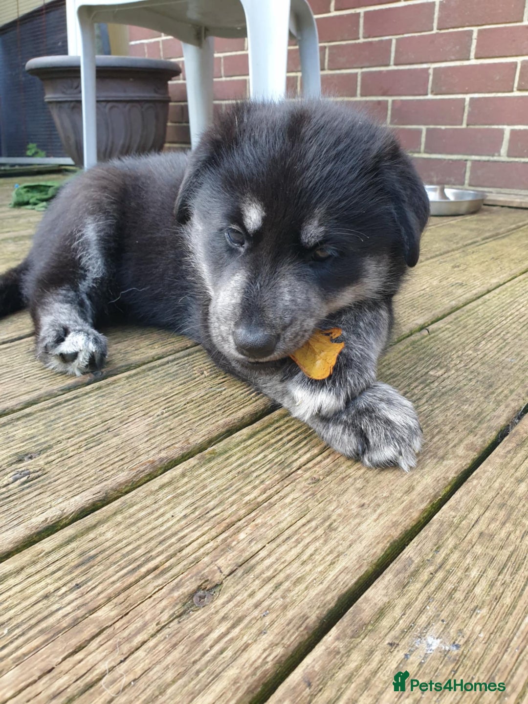 Mixed Breed dogs for sale: Boys  - Image 1