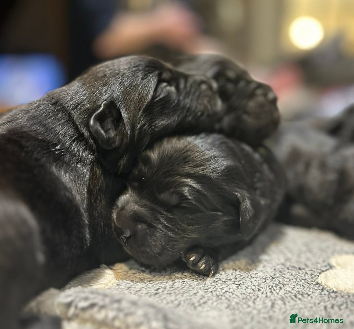 Labrador Retriever dogs Labrador x huntaway puppies - Advert 2