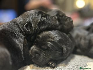 Labrador Retriever dogs Labrador x huntaway puppies - Advert 11