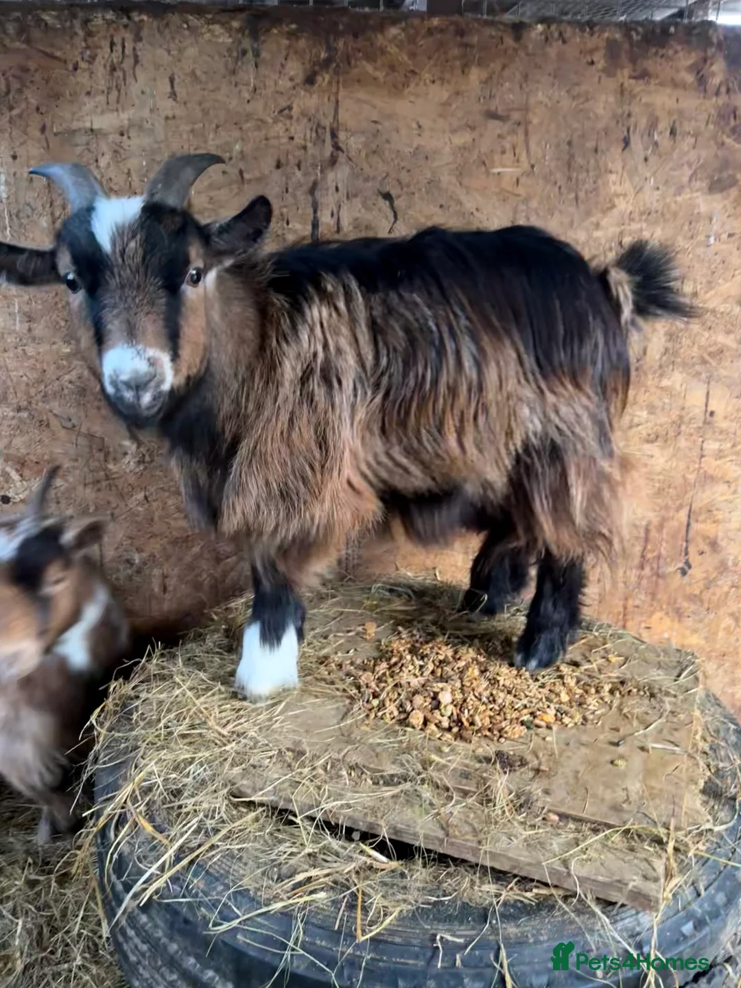 Goats livestock for sale: Pygmy weather ‘sprite’  - Advert 3