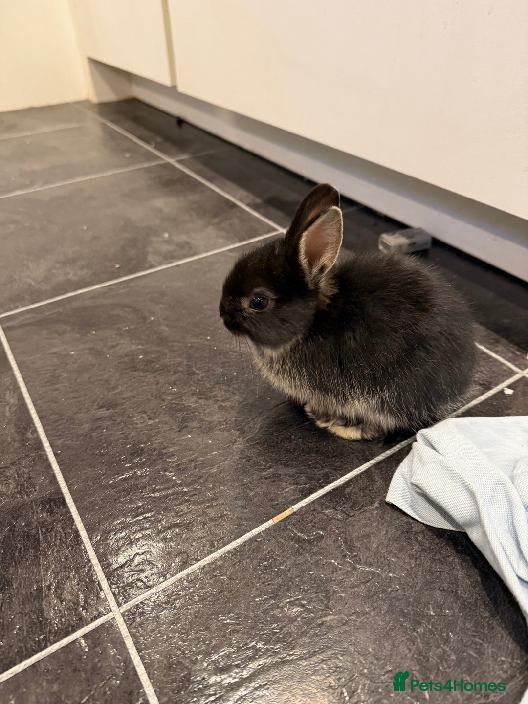 Netherland Dwarf rabbits for sale: Netherland Dwarf Rabbits  - Advert 9