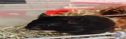 Hamster rodents for sale: Syrian hamster  - Advert 2