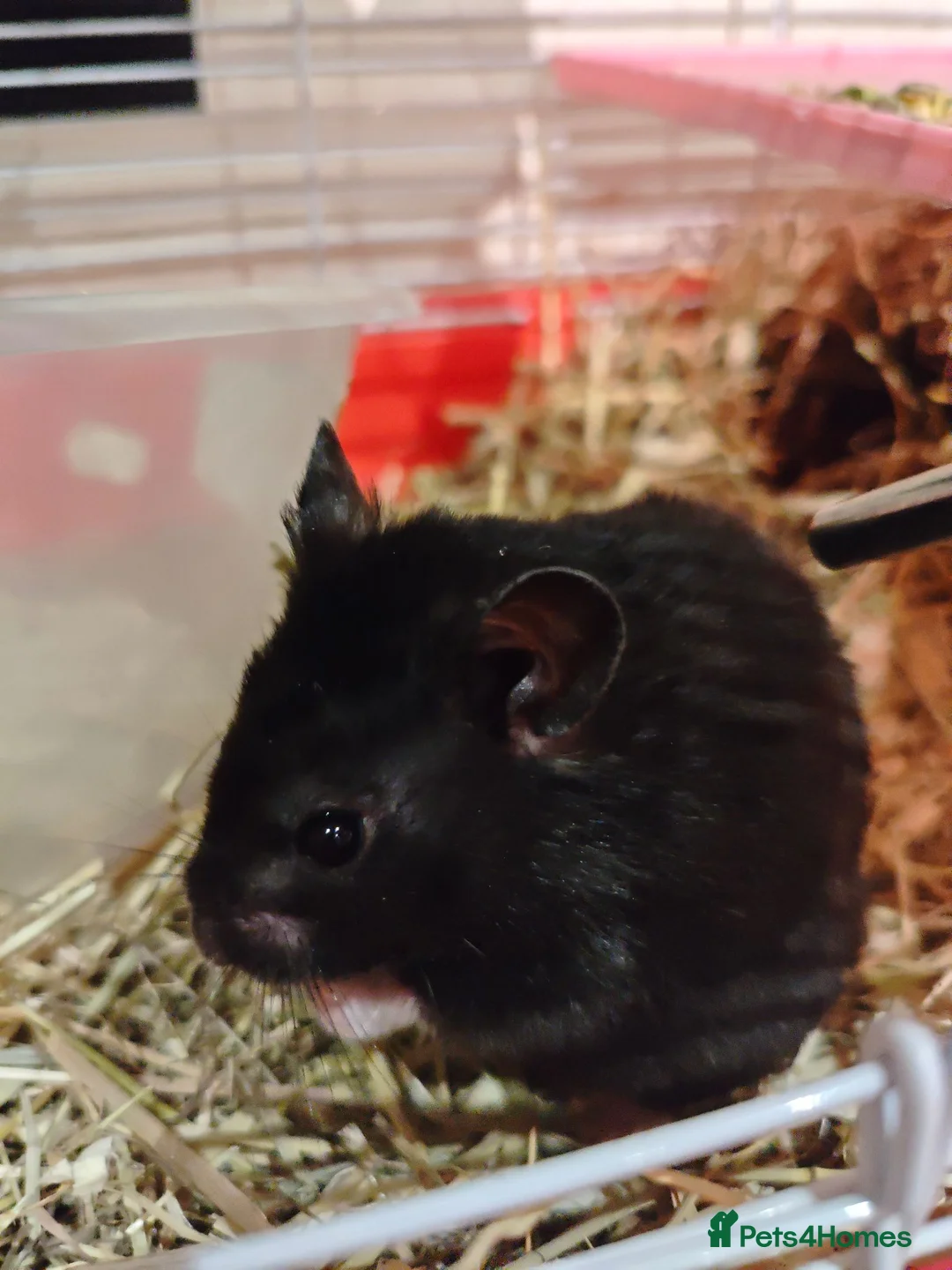 Hamster rodents for sale: Syrian hamster  - Advert 2