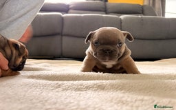 French Bulldog dogs for sale: 4 lovely French Bulldog puppies for sale . - Image 6