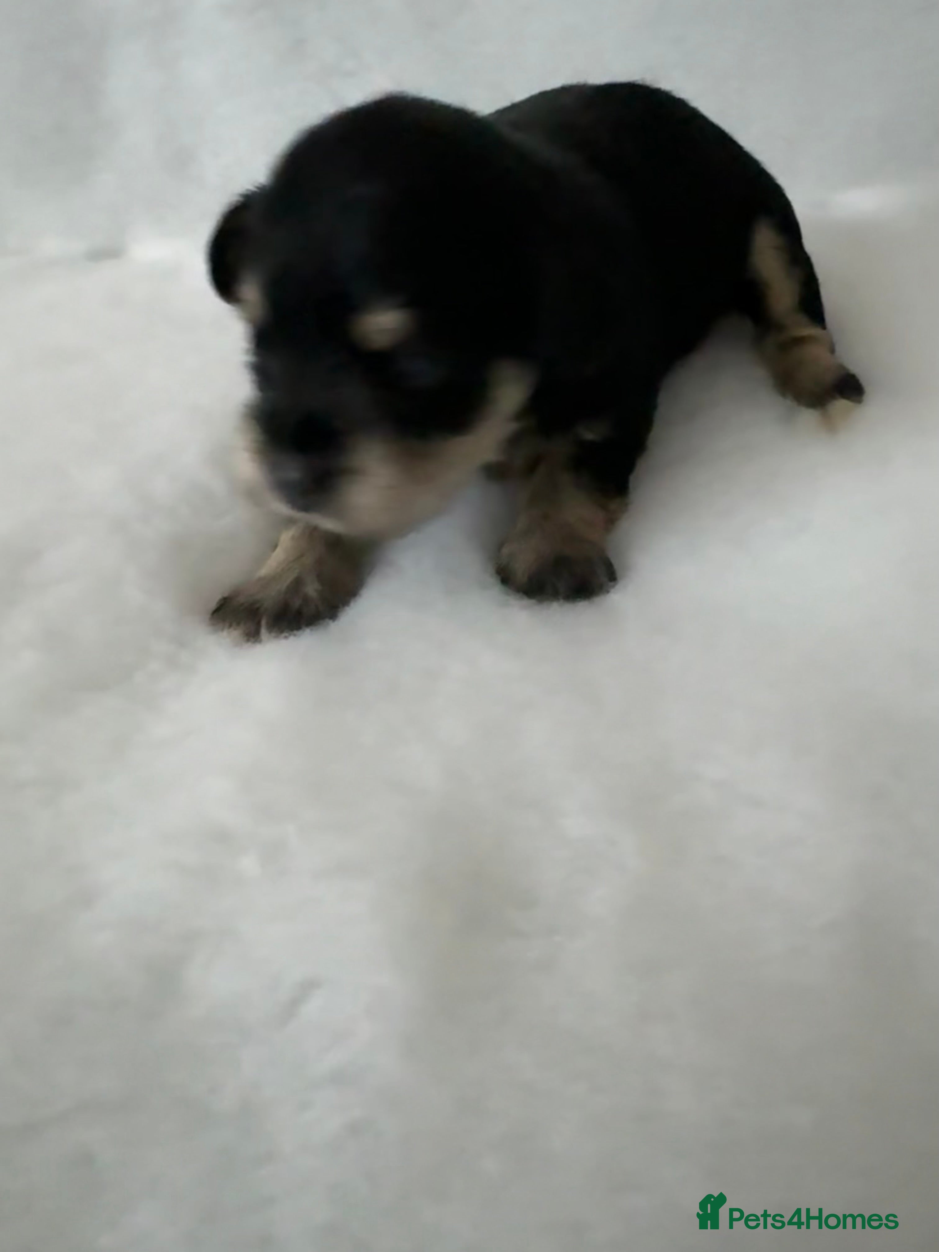 Miniature Schnauzer dogs KC registered Miniature Schnauzer Puppies - Advert 1