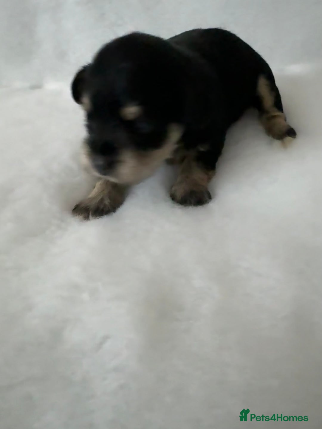 Miniature Schnauzer dogs for sale: KC registered Miniature Schnauzer Puppies - Advert 5