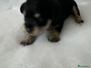Miniature Schnauzer dogs KC registered Miniature Schnauzer Puppies - Advert 6