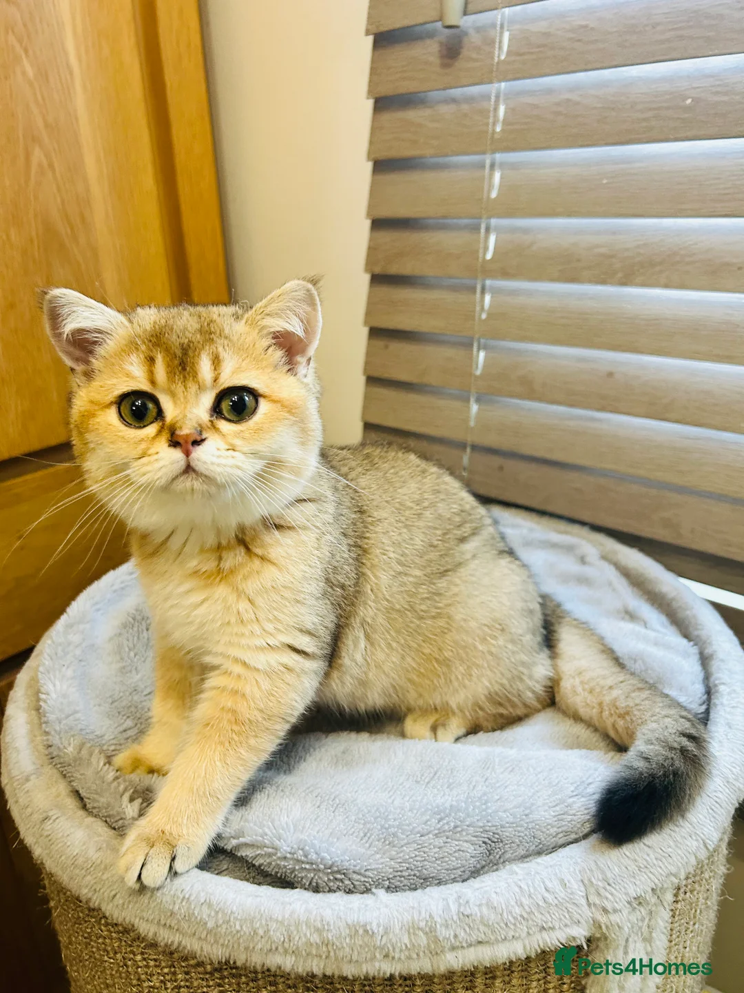 Scottish Fold cats for sale: Beautiful Golden Chinchilla kittens  - Advert 19