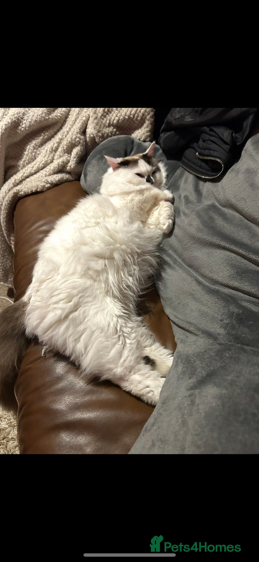 Ragdoll cats Ragdoll cross kittens mother is a purebred ragdoll - Advert 1