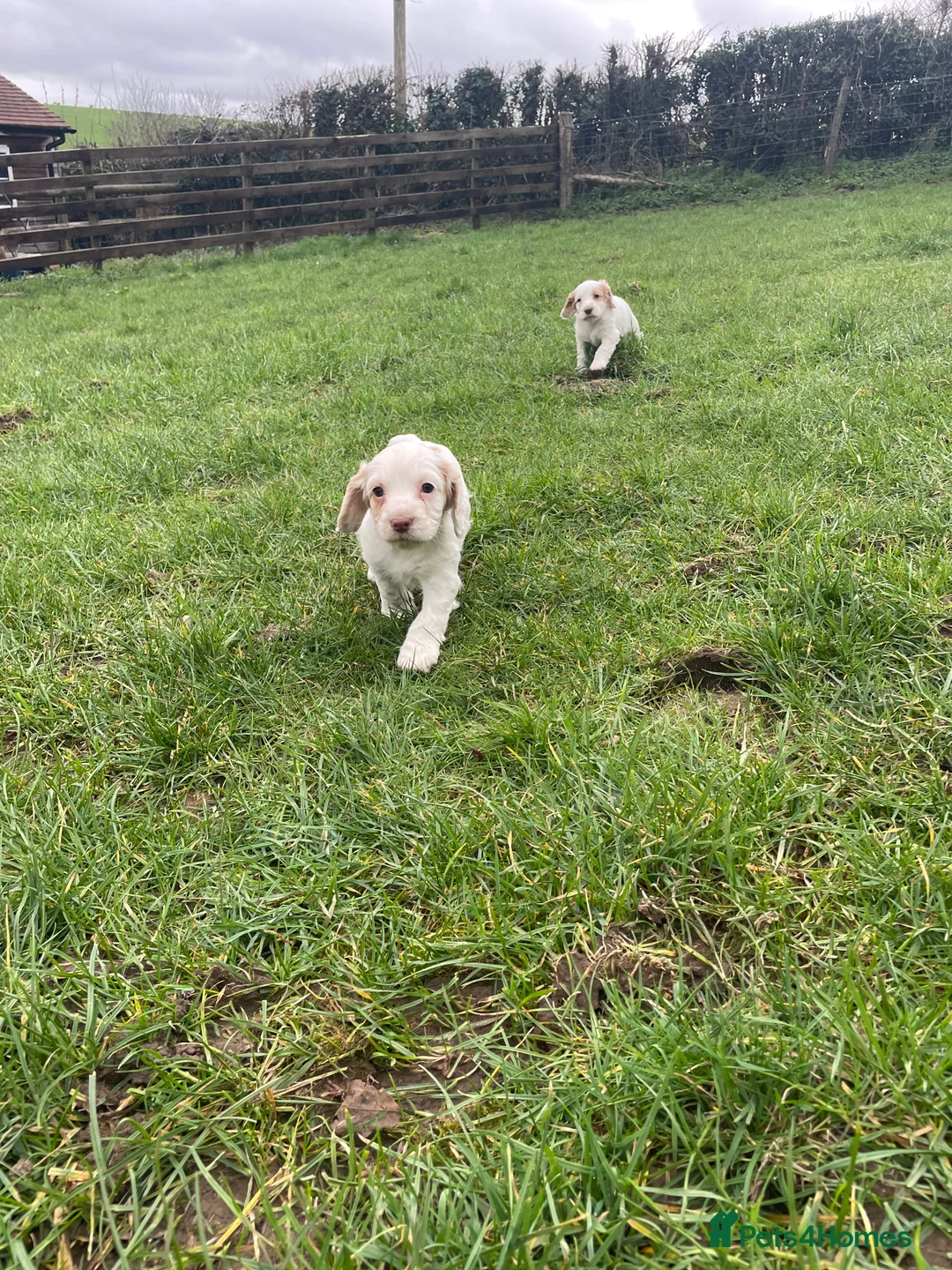 Sprocker dogs for sale: Sprocker puppies  - Advert 6