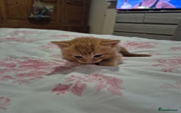 Mixed Breed cats for sale: Beutiful kittens - Image 2