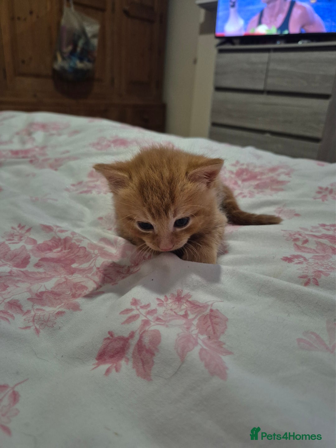 Mixed Breed cats for sale: Beutiful kittens - Image 2
