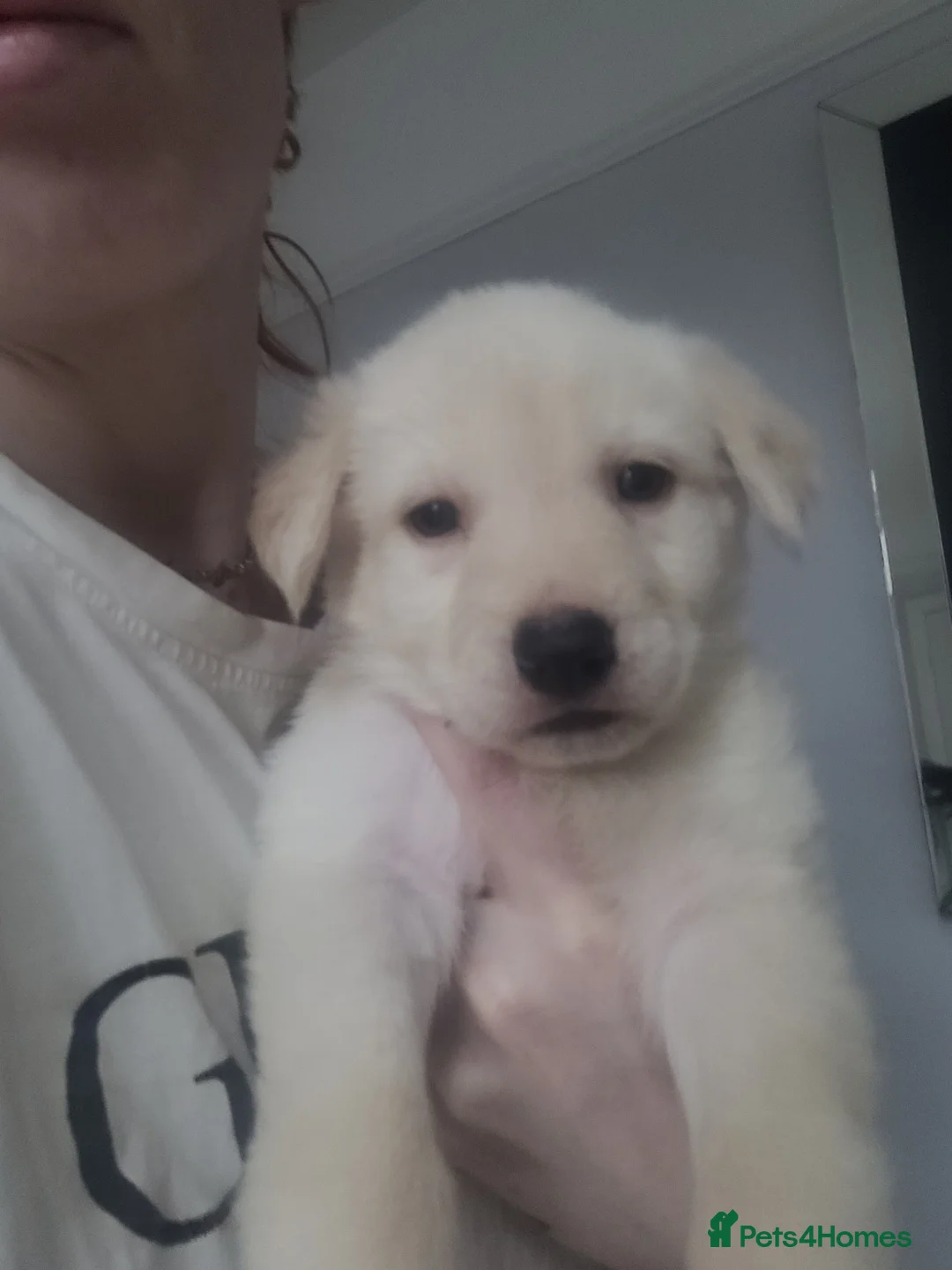 Mixed Breed dogs for sale: Golden shepherd - Advert 10