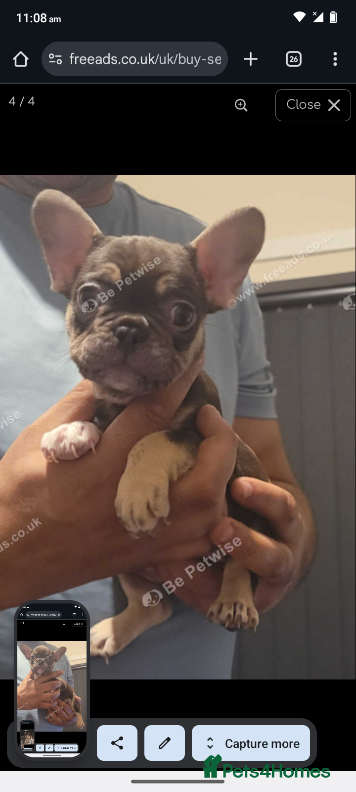 French Bulldog dogs 2 female French bulldogs - Advert 15