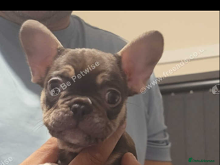 French Bulldog dogs 2 female French bulldogs - Advert 8