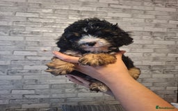 Cavapoo dogs for sale: Beautiful f1b Cavapoo puppies  - Image 9