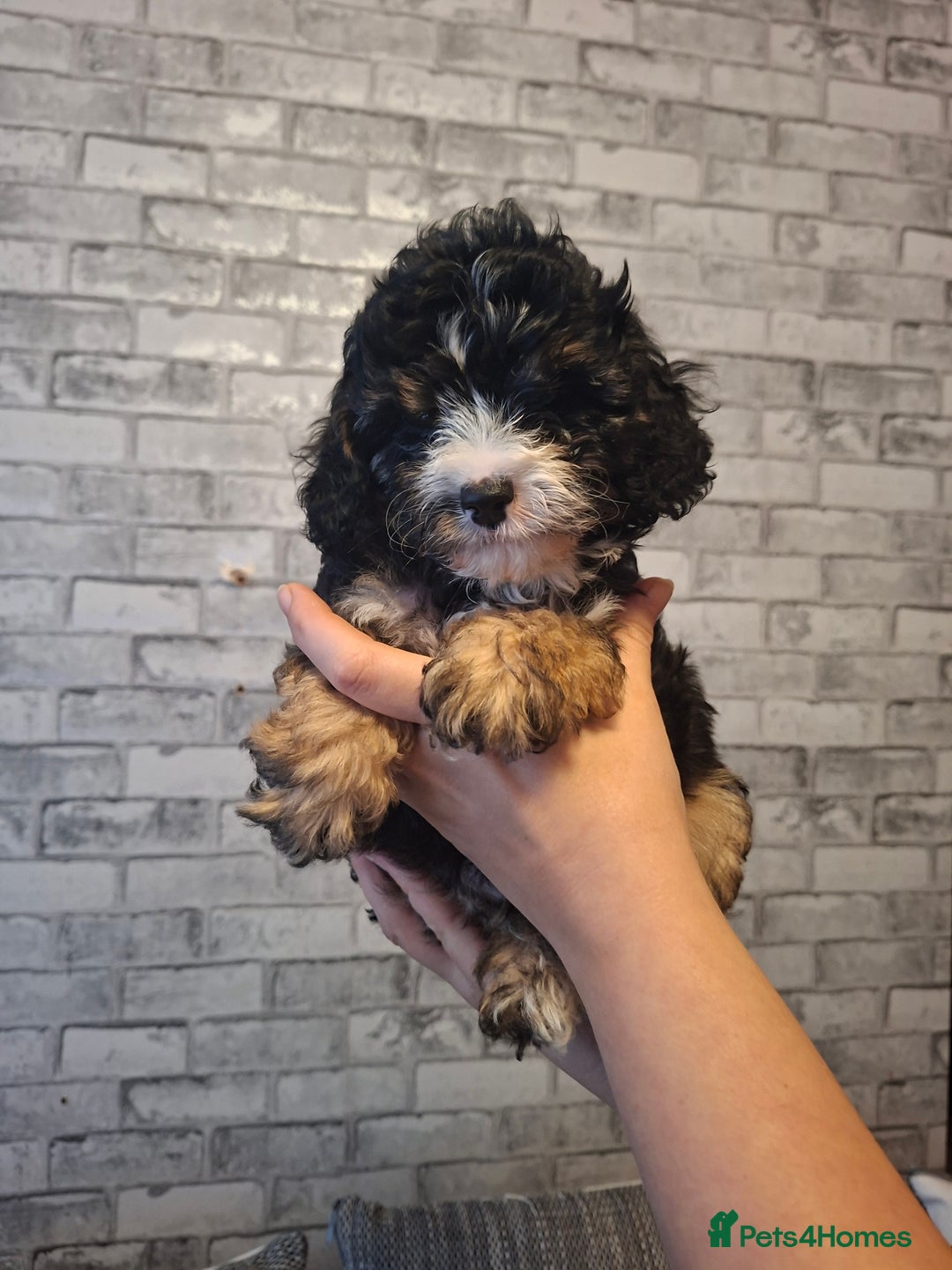 Cavapoo dogs for sale: Beautiful f1b Cavapoo puppies  - Image 9