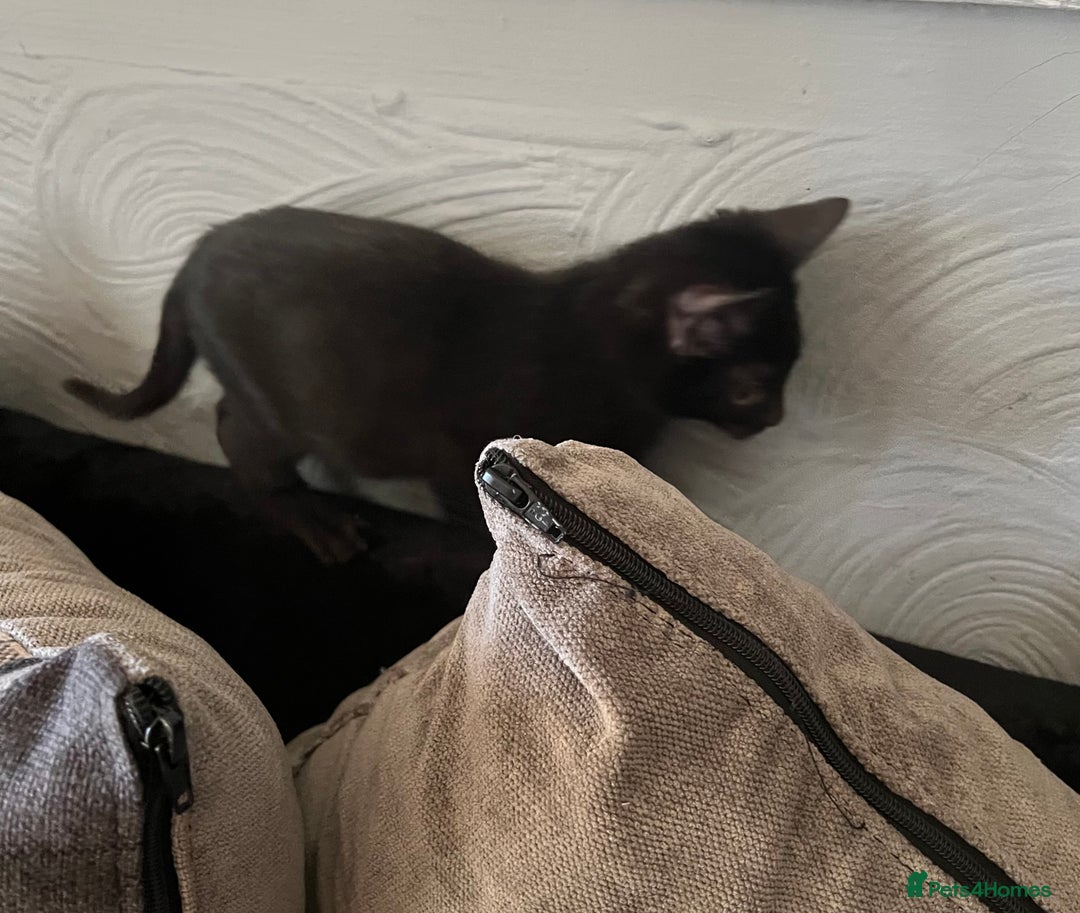 Mixed Breed cats for sale: Munchkin x British shorthair kittens - Advert 25