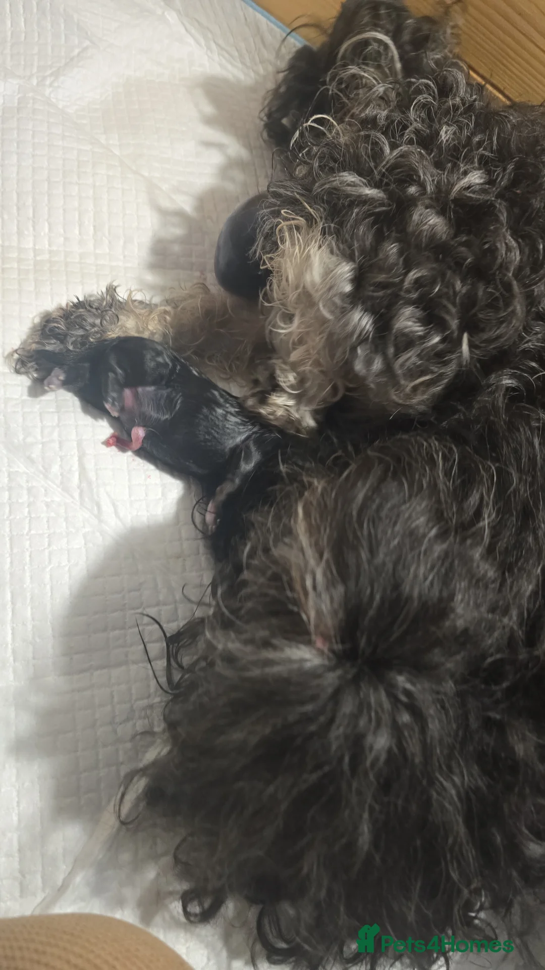 Havanese dogs for sale: Russkaya Tsvetnaya Bolonka- Rare,Devoted, Adorable - Advert 8