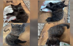 Mixed Breed cats for sale: 9 Beautiful Mixed Kittens - Image 5