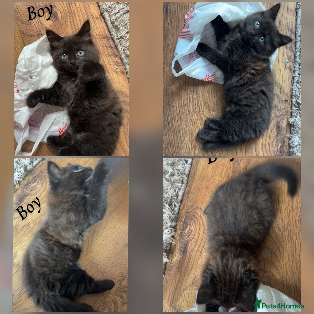 Mixed Breed cats for sale: 9 Beautiful Mixed Kittens - Image 5