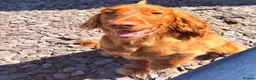 Cocker Spaniel dogs for sale: Cocker Spaniel for rehoming in Spalding - Advert 5
