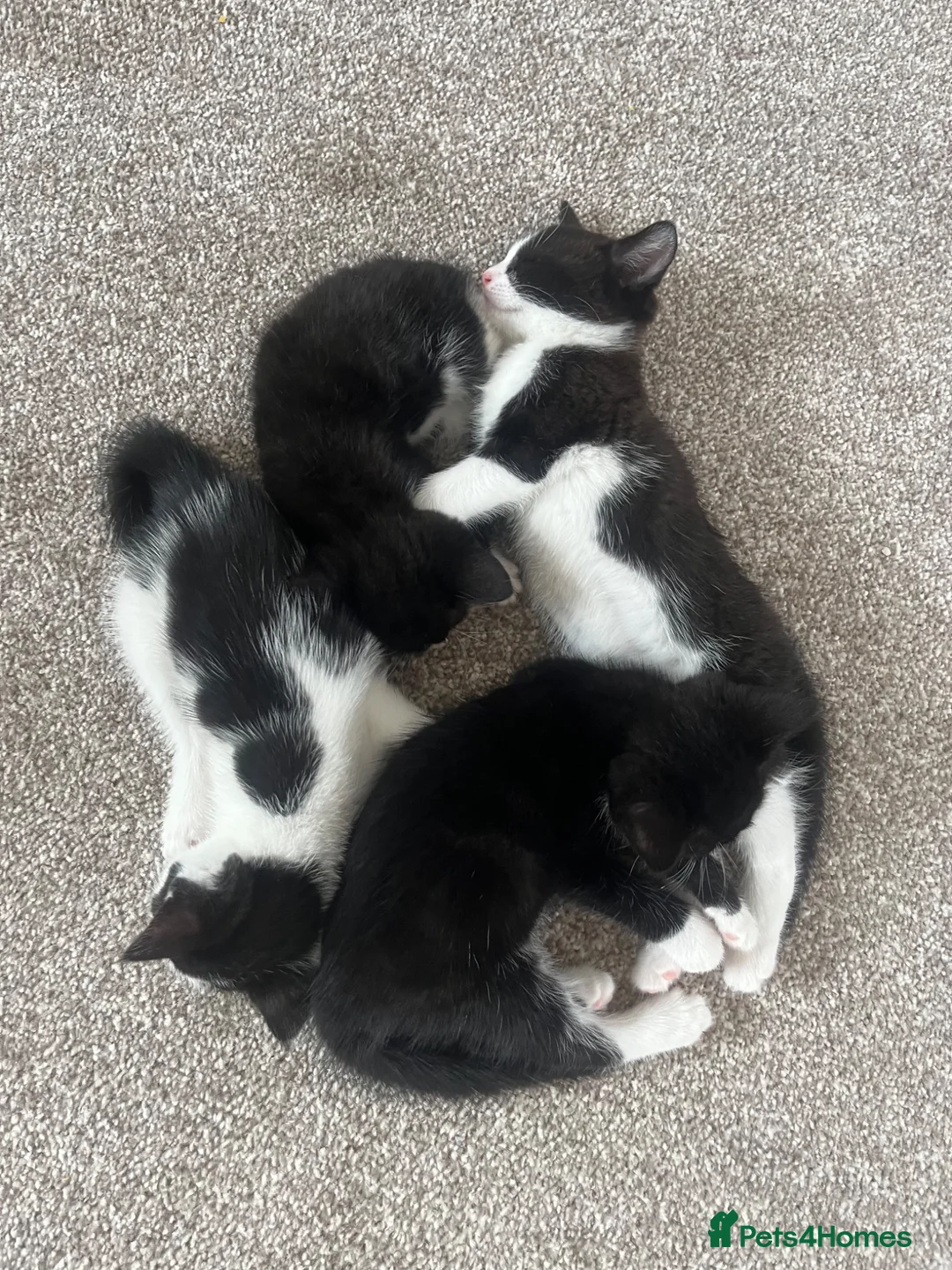 Mixed Breed cats for sale: 2 kittens Mixed litter  - Advert 2