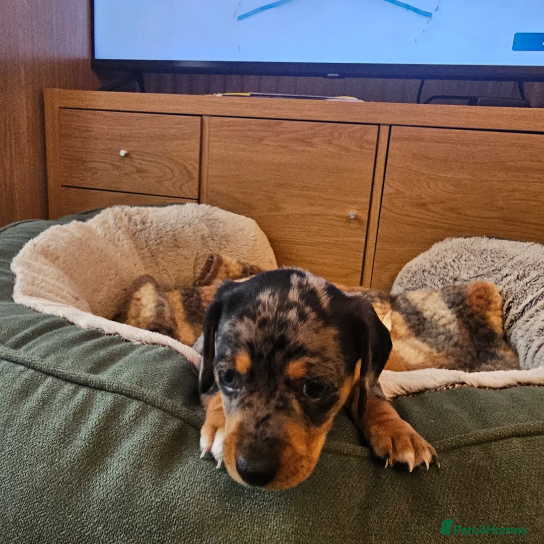 Jackshund dogs for sale: A stunning Jack Russell Terrier and Dachshund mix. - Advert 31