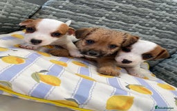 Jack Russell dogs for sale: Miniature Jack Russell puppies - Image 6
