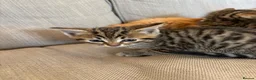 Mixed Breed cats for sale: Sweet tabby kittens (2 boys, 1girl) - Advert 9