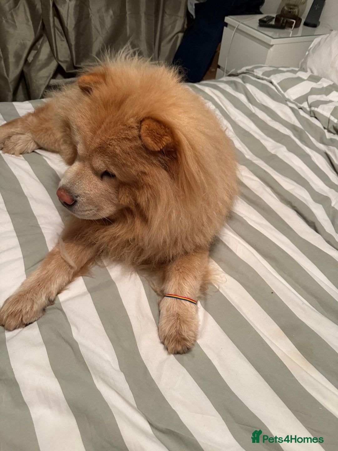 Chow Chow dogs for stud: Lion king - Advert 2