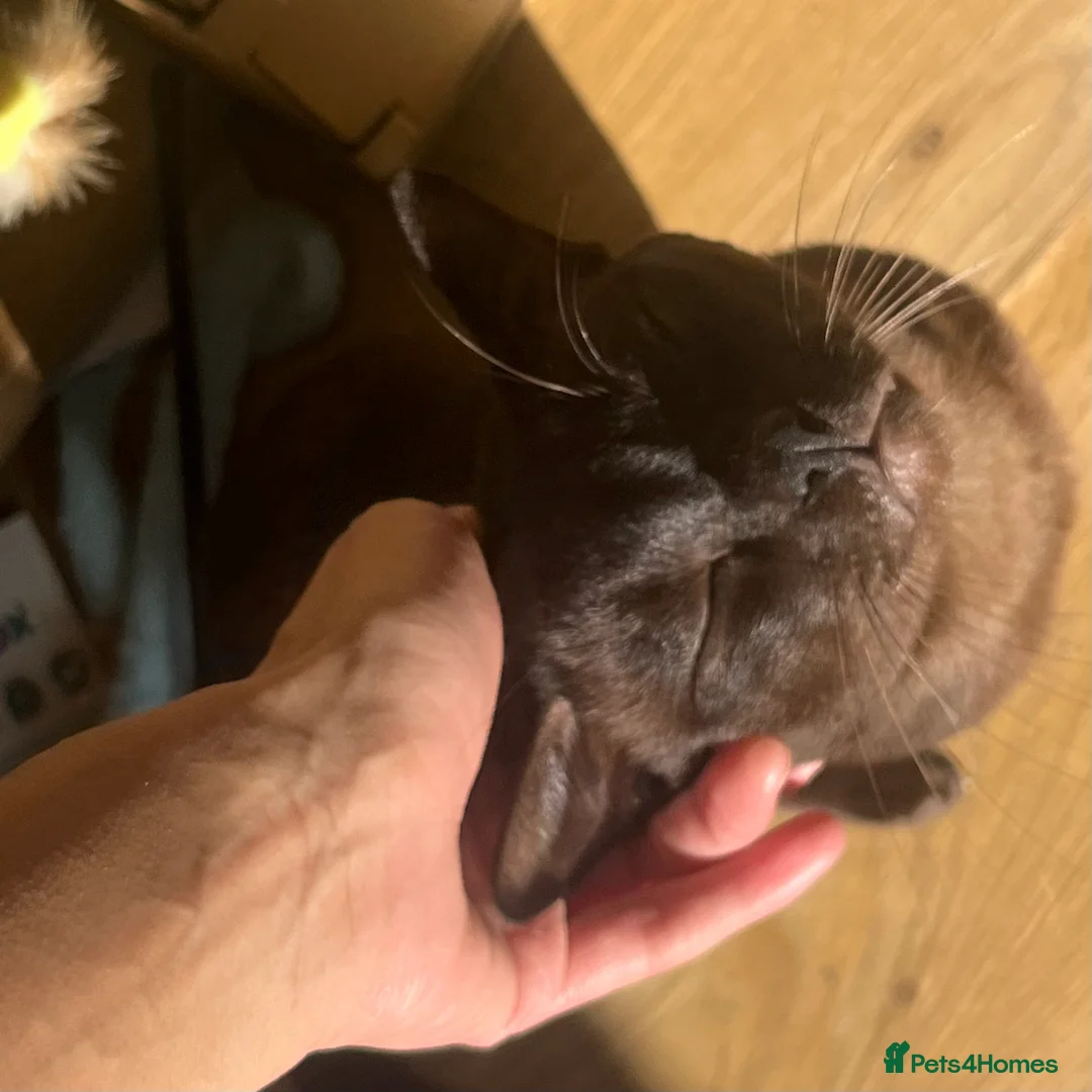 Burmese cats for sale: Lovely Burmese Male - Advert 2