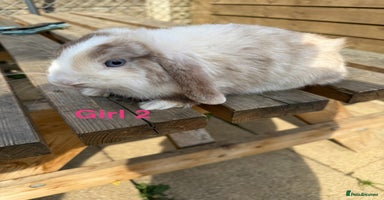 Mini Lop rabbits - Advert 18