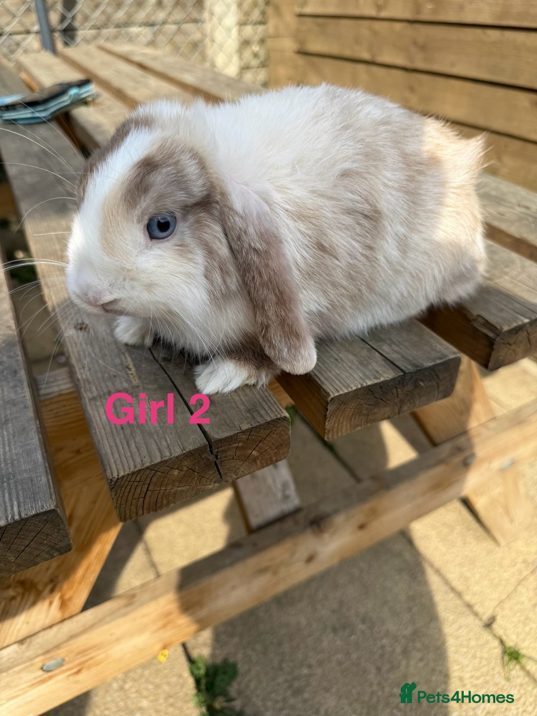 Mini Lop rabbits for sale: Gorgeous mini lops - Image 3