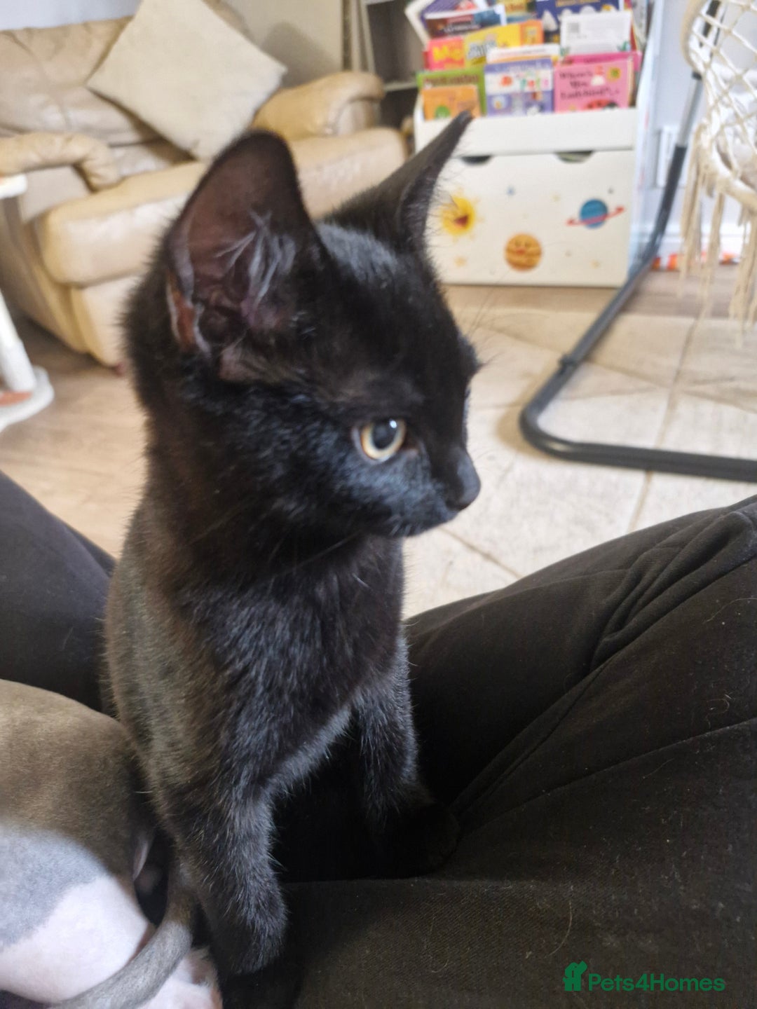 Mixed Breed cats for sale: Purrfect Rare Elf Eared Fur Babies Ready 14th Feb - Advert 9