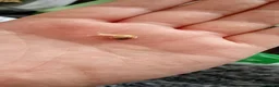 Snails invertebrates for sale: White Jade Giant African Land Snails 2 Months Old  in Southampton - Advert 6