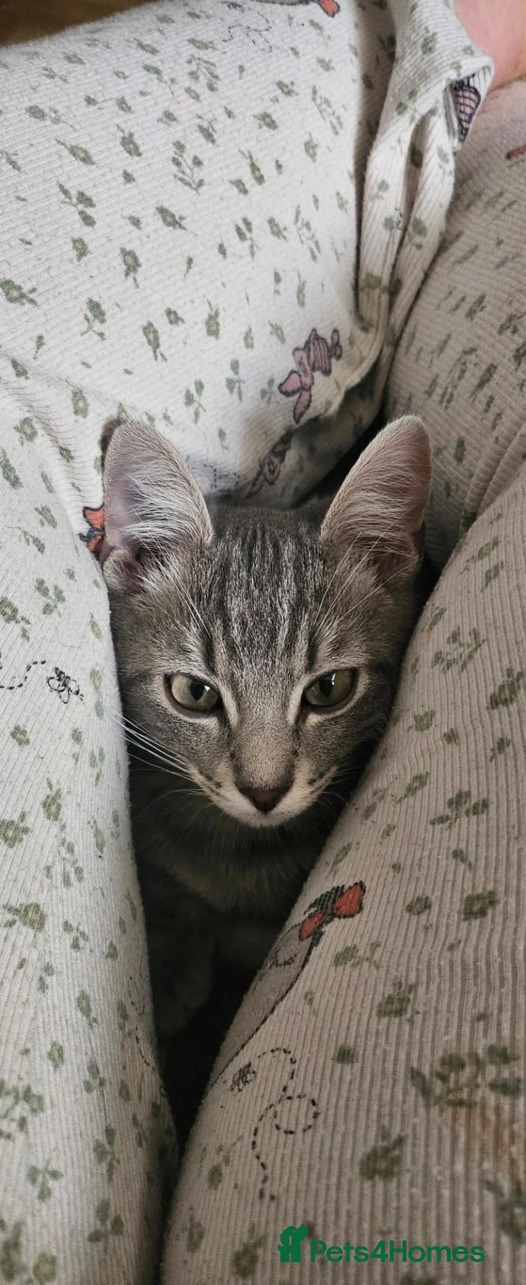 Mixed Breed cats for sale: Mixed breed unwanted pregnancy  in Preston - Advert 2
