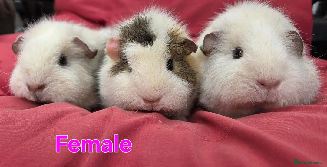 Guinea Pig rodents for sale: Pure breed Teddy guineapigs  - Advert 1