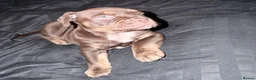 Mixed Breed dogs for sale: Beautiful British bulldog X saffy puppies  - Advert 5