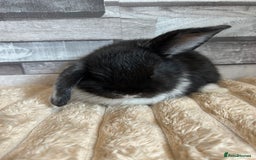 Mini Lop rabbits for sale: ⭐️Pure Breed Holland lops⭐️ - Image 9