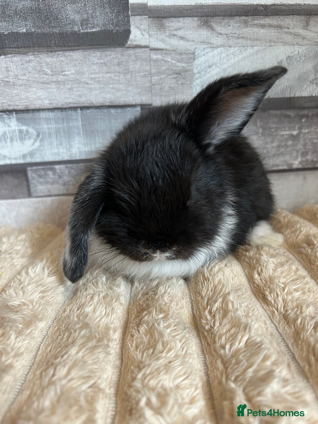 Mini Lop rabbits for sale: ⭐️Pure Breed Holland lops⭐️ - Image 9
