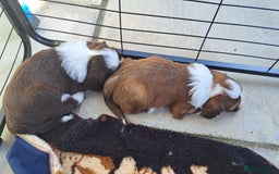 Tibetan Terrier dogs for sale: Tibetan Terrier puppies  - Image 4