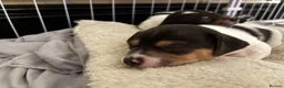 Mixed Breed dogs for sale: Jackawawa boy - Advert 2